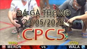 Video phát lại đá gà trực tiếp CPC5 ngày 23052026