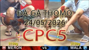 Video phát lại đá gà trực tiếp CPC5 ngày 24052026