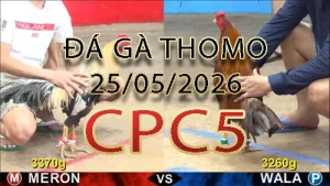 Video phát lại đá gà trực tiếp CPC5 ngày 25052026
