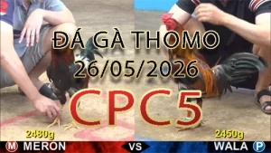 Video phát lại đá gà trực tiếp CPC5 ngày 26052026