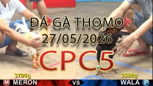 Video phát lại đá gà trực tiếp CPC5 ngày 27052026