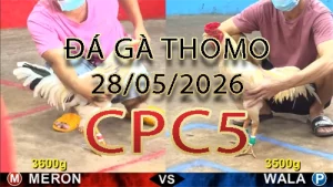 Video phát lại đá gà trực tiếp CPC5 ngày 28052026
