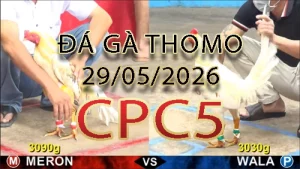 Video phát lại đá gà trực tiếp CPC5 ngày 29052026