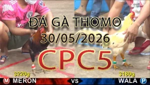 Video phát lại đá gà trực tiếp CPC5 ngày 30052026