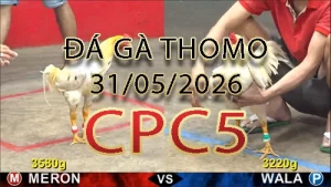 Video phát lại đá gà trực tiếp CPC5 ngày 31052026