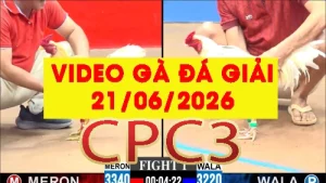 [ Gà Đá Giải] Video phát lại đá gà trực tiếp CPC3 ngày 21062026