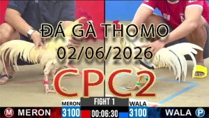Video phát lại đá gà trực tiếp CPC2 ngày 02062026
