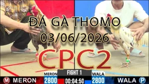 Video phát lại đá gà trực tiếp CPC2 ngày 03062026