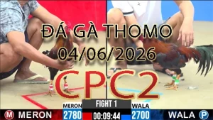 Video phát lại đá gà trực tiếp CPC2 ngày 04062026