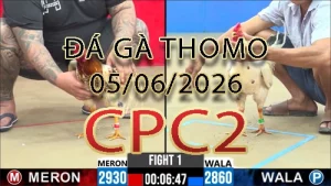 Video phát lại đá gà trực tiếp CPC2 ngày 05062026
