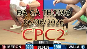 Video phát lại đá gà trực tiếp CPC2 ngày 06062026