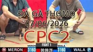 Video phát lại đá gà trực tiếp CPC2 ngày 07062026