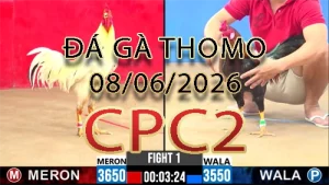 Video phát lại đá gà trực tiếp CPC2 ngày 08062026