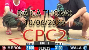 Video phát lại đá gà trực tiếp CPC2 ngày 10062026