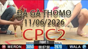 Video phát lại đá gà trực tiếp CPC2 ngày 11062026