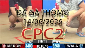 Video phát lại đá gà trực tiếp CPC2 ngày 14062026