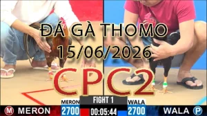 Video phát lại đá gà trực tiếp CPC2 ngày 15062026