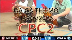 Video phát lại đá gà trực tiếp CPC2 ngày 16062026
