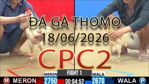 Video phát lại đá gà trực tiếp CPC2 ngày 18062026