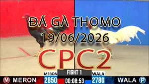 Video phát lại đá gà trực tiếp CPC2 ngày 19062026
