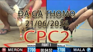 Video phát lại đá gà trực tiếp CPC2 ngày 21062026