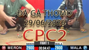 Video phát lại đá gà trực tiếp CPC2 ngày 29062026