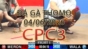 Video phát lại đá gà trực tiếp CPC3 ngày 04062026