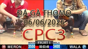 Video phát lại đá gà trực tiếp CPC3 ngày 06062026