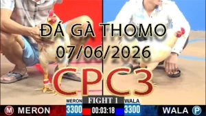 Video phát lại đá gà trực tiếp CPC3 ngày 07062026
