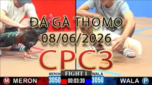 Video phát lại đá gà trực tiếp CPC3 ngày 08062026