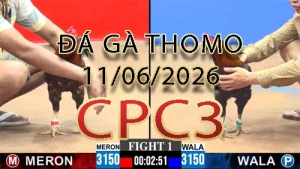 Video phát lại đá gà trực tiếp CPC3 ngày 11062026