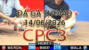 Video phát lại đá gà trực tiếp CPC3 ngày 14062026