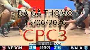 Video phát lại đá gà trực tiếp CPC3 ngày 15062026