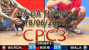 Video phát lại đá gà trực tiếp CPC3 ngày 18062026
