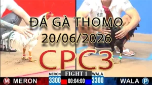 Video phát lại đá gà trực tiếp CPC3 ngày 20062026