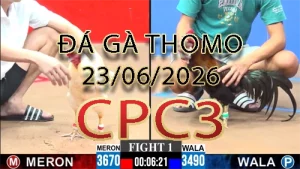 Video phát lại đá gà trực tiếp CPC3 ngày 23062026