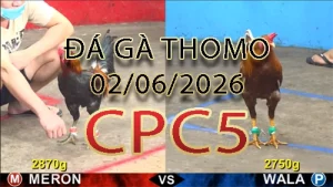 Video phát lại đá gà trực tiếp CPC5 ngày 02062026