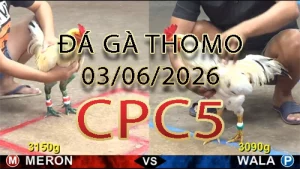 Video phát lại đá gà trực tiếp CPC5 ngày 03062026