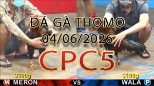 Video phát lại đá gà trực tiếp CPC5 ngày 04062026