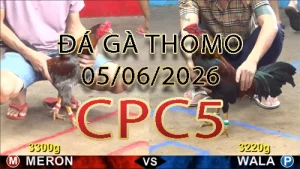Video phát lại đá gà trực tiếp CPC5 ngày 05062026