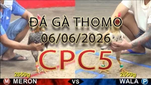 Video phát lại đá gà trực tiếp CPC5 ngày 06062026