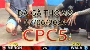 Video phát lại đá gà trực tiếp CPC5 ngày 07062026