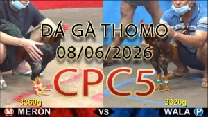 Video phát lại đá gà trực tiếp CPC5 ngày 08062026