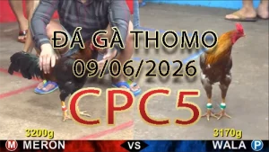 Video phát lại đá gà trực tiếp CPC5 ngày 09062026