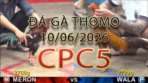 Video phát lại đá gà trực tiếp CPC5 ngày 10062026