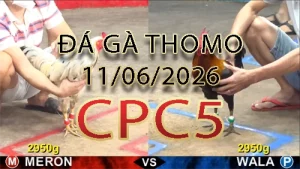 Video phát lại đá gà trực tiếp CPC5 ngày 11062026
