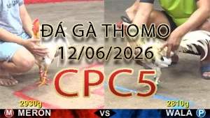 Video phát lại đá gà trực tiếp CPC5 ngày 12062026