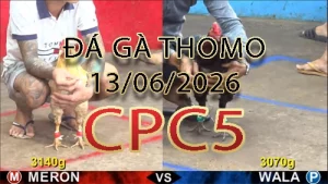 Video phát lại đá gà trực tiếp CPC5 ngày 13062026