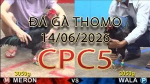 Video phát lại đá gà trực tiếp CPC5 ngày 14062026
