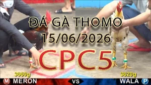 Video phát lại đá gà trực tiếp CPC5 ngày 15062026